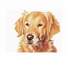 Duke